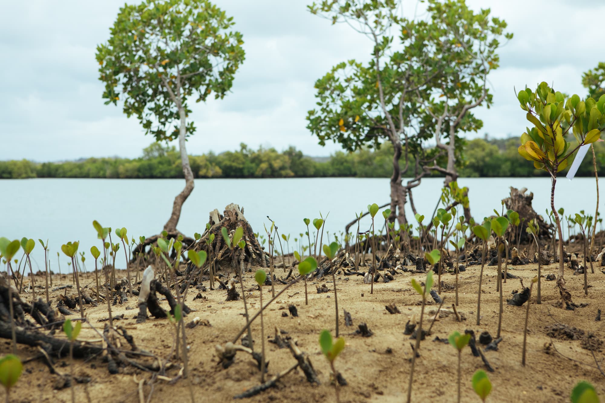 Tree Planting in Africa