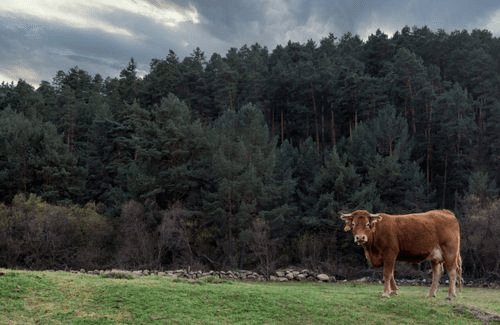 Restored woodland and grazing land funded through verified carbon projects